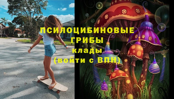 прущие грибы Абинск